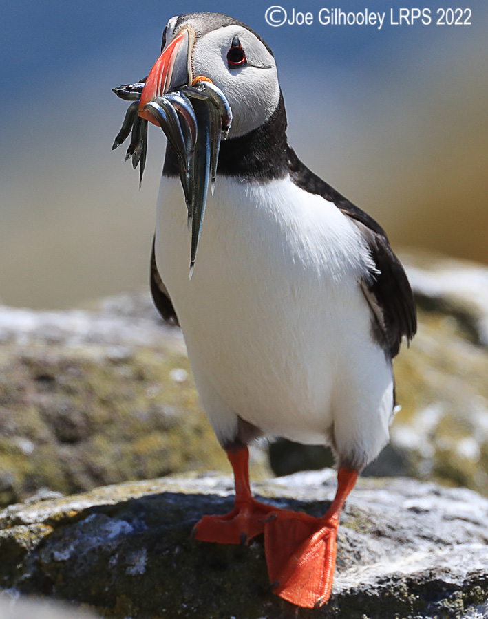 Puffins Isle of May Puffins Isle of May