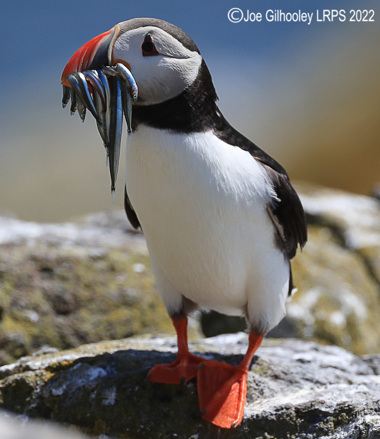 Puffins Isle of May Puffins Isle of May