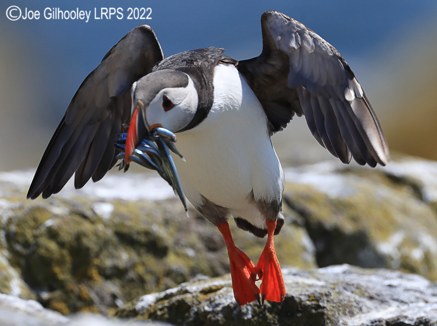 Puffins Isle of May Puffins Isle of May