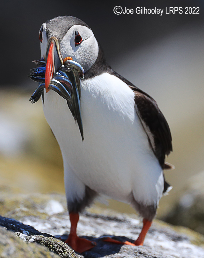 Puffins Isle of May Puffins Isle of May