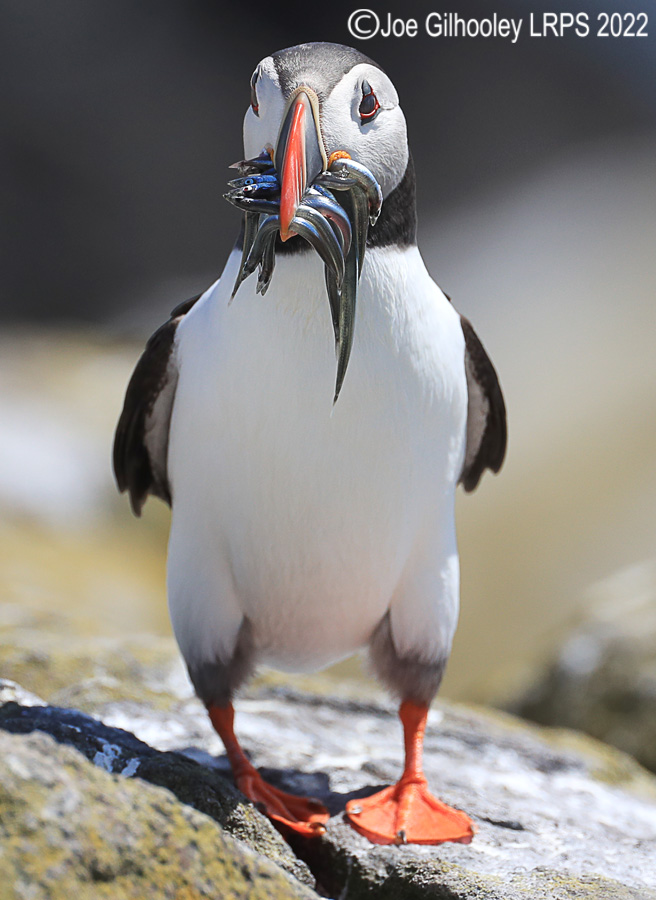 Puffins Isle of May Puffins Isle of May