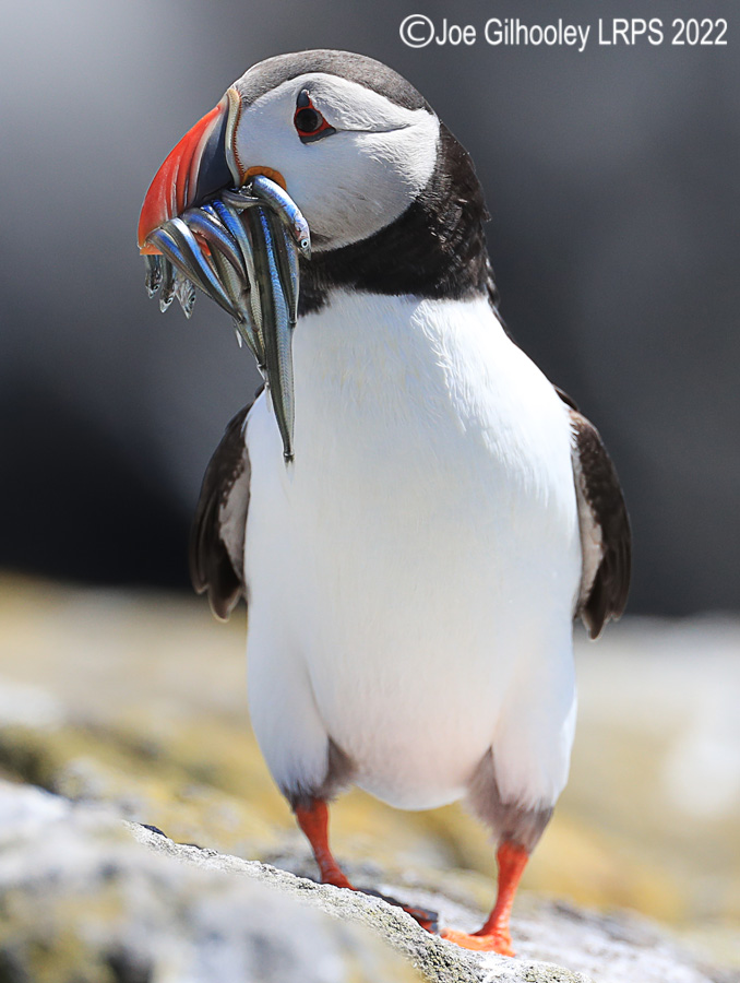 Puffins Isle of May Puffins Isle of May