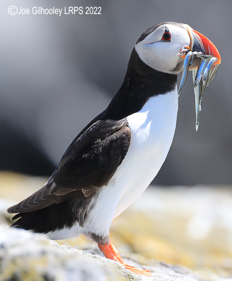Puffins Isle of May Puffins Isle of May