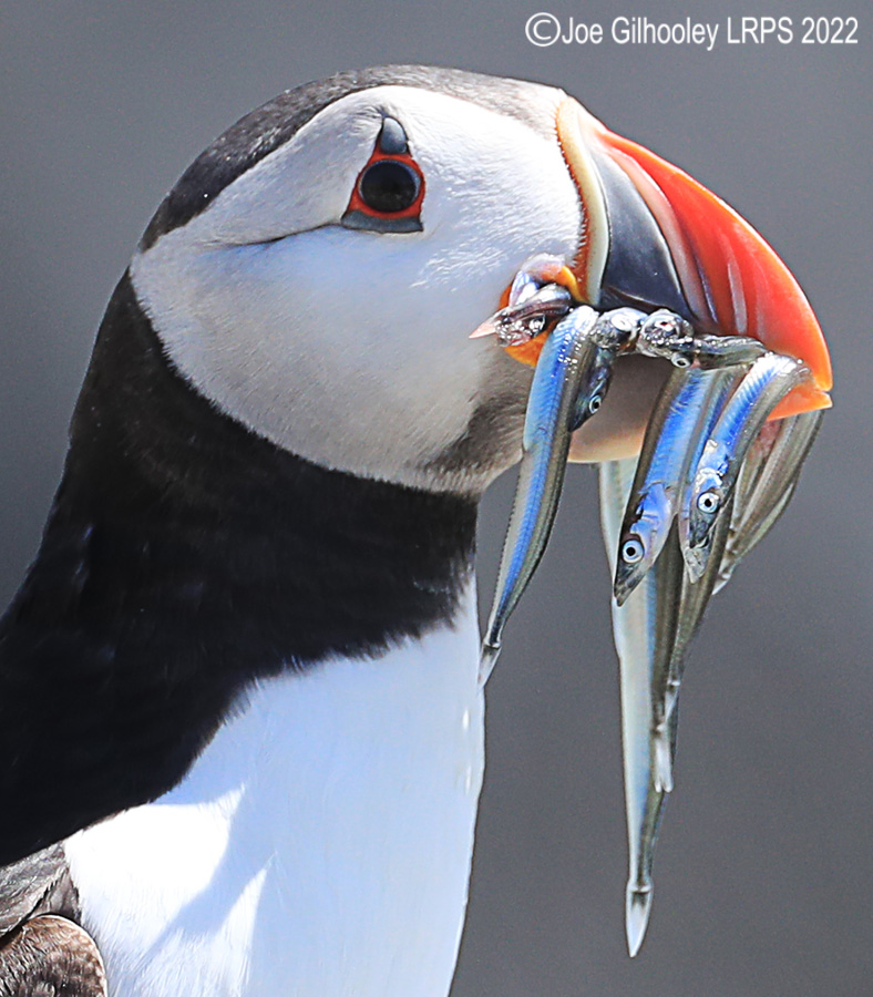 Puffins Isle of May Puffins Isle of May