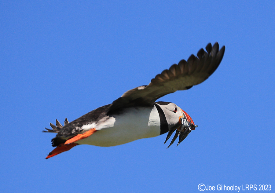 Puffins in Flight Isle of May