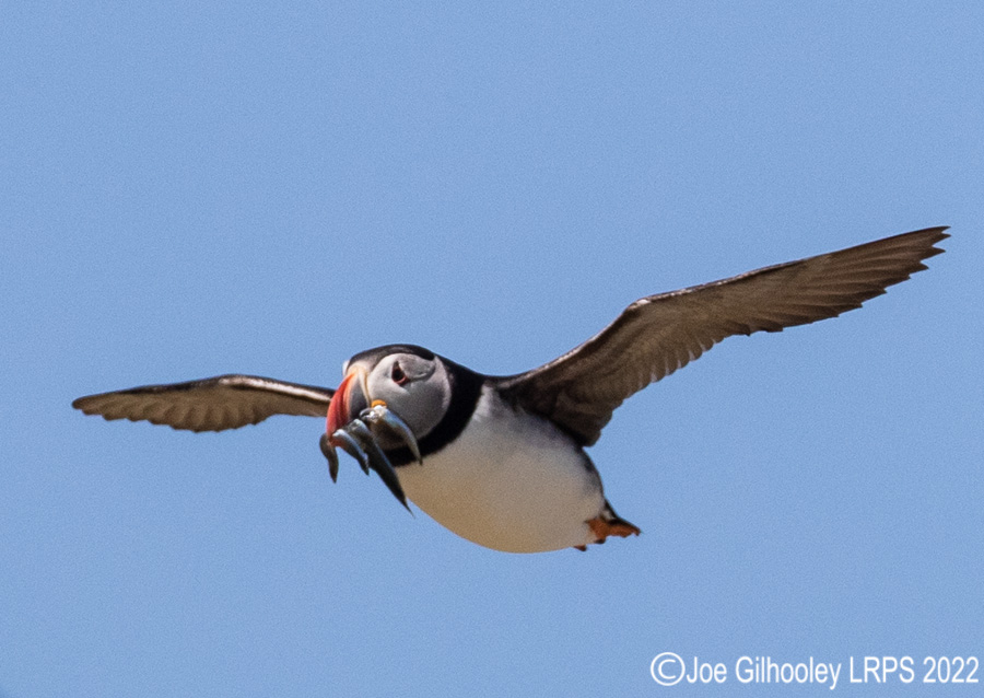 Puffins in Flight Isle of May