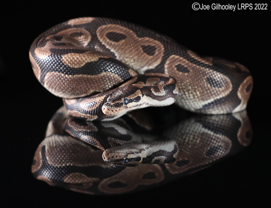 Royal Python