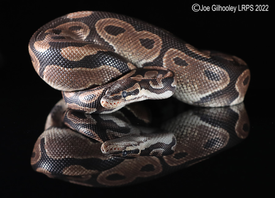 Royal Python