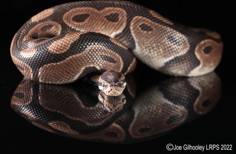 Royal Python