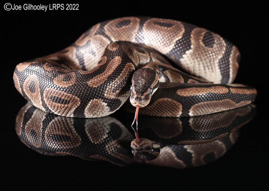 Royal Python