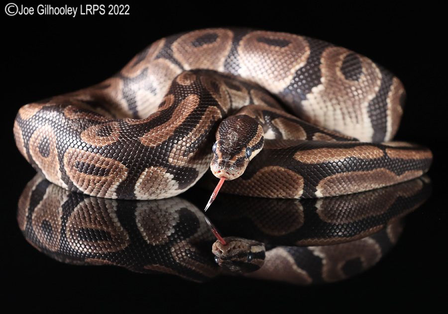 Royal Python