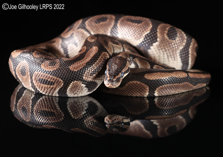 Royal Python