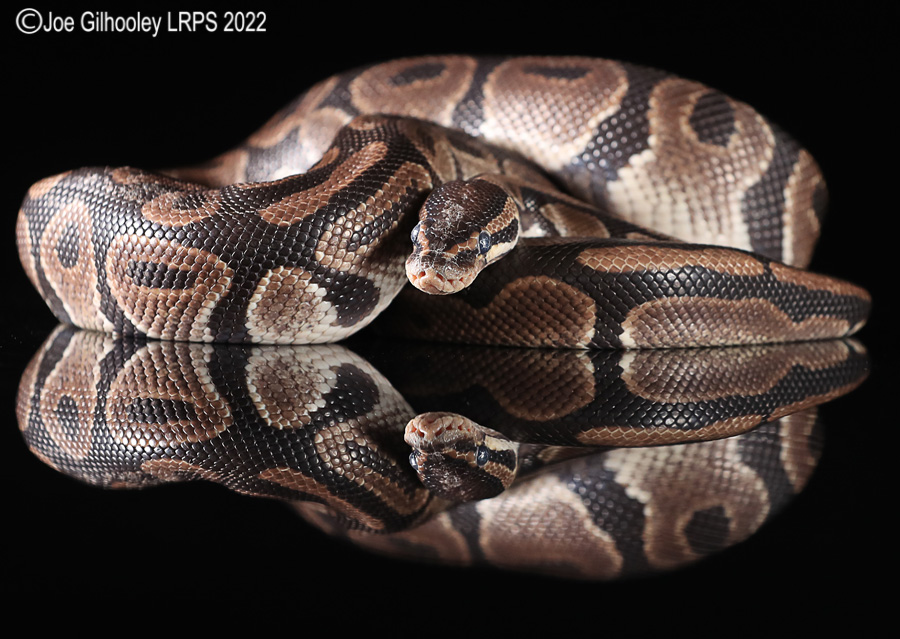 Royal Python