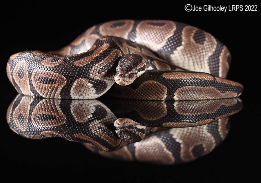 Royal Python