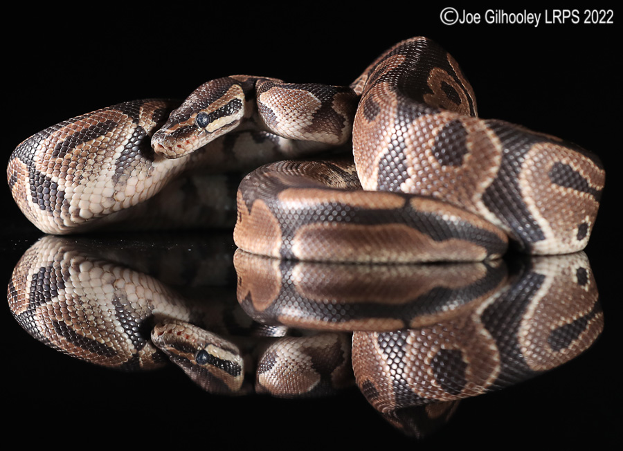 Royal Python