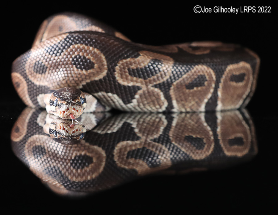 Royal Python