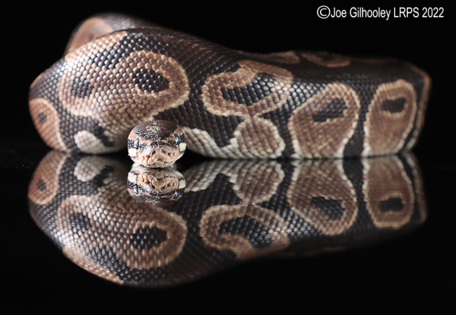 Royal Python