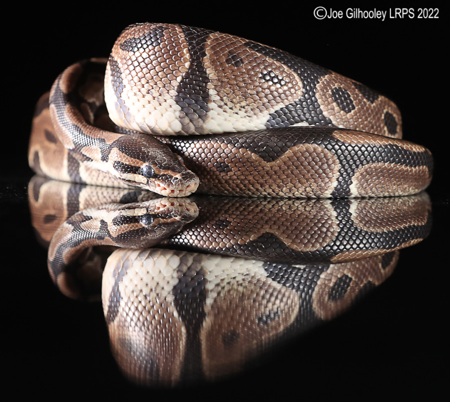 Royal Python