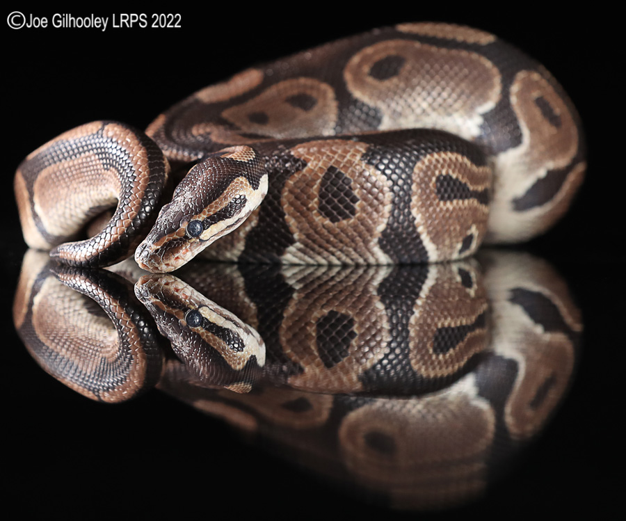 Royal Python
