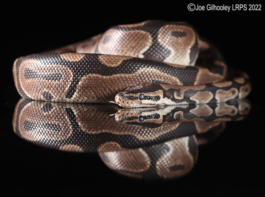 Royal Python