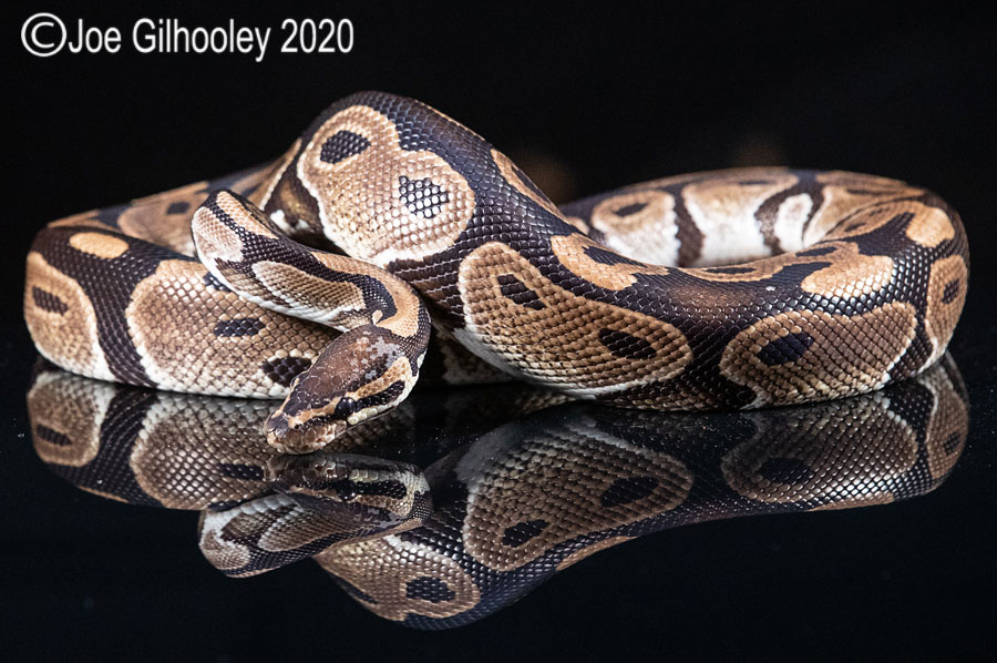 Royal Python Snake 