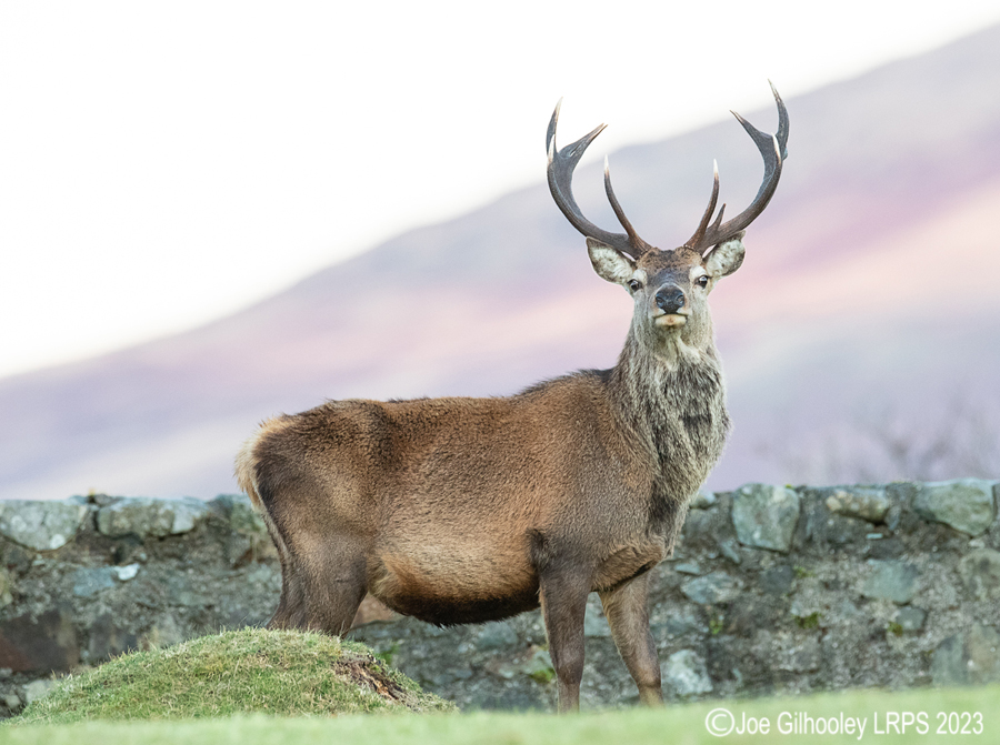 Red Deer Stag, Loch Spelve, Isle of Mull
