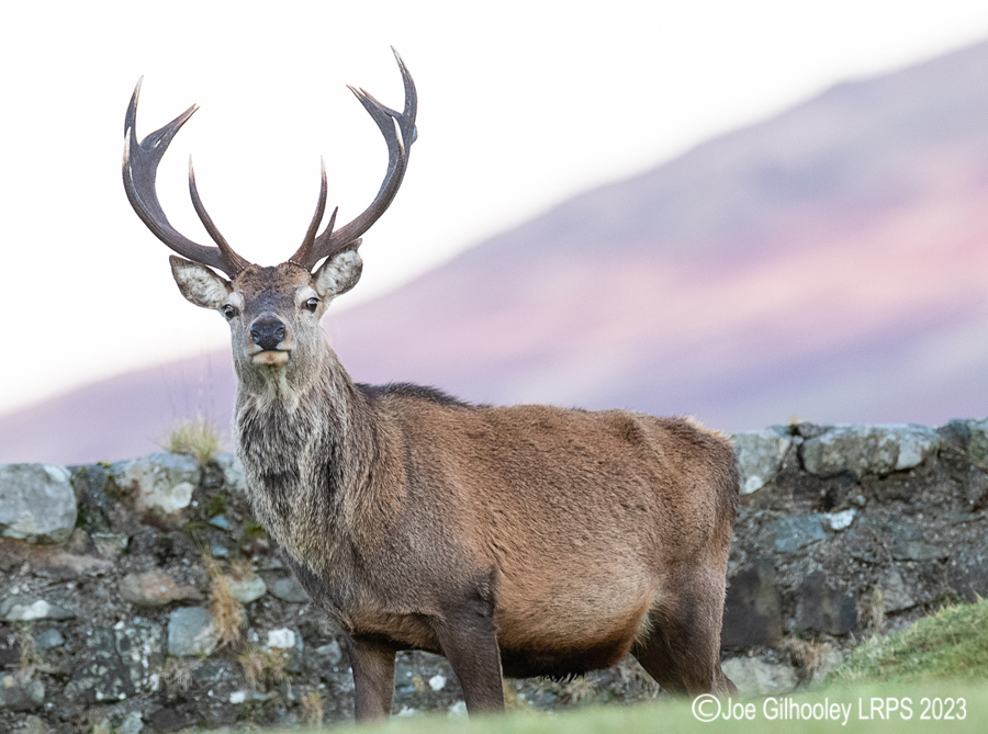 Red Deer Stag, Loch Spelve, Isle of Mull
