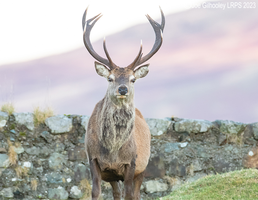 Red Deer Stag, Loch Spelve, Isle of Mull