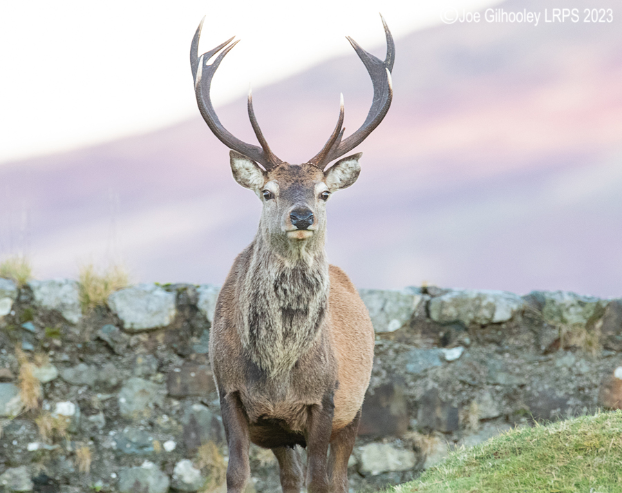 Red Deer Stag, Loch Spelve, Isle of Mull