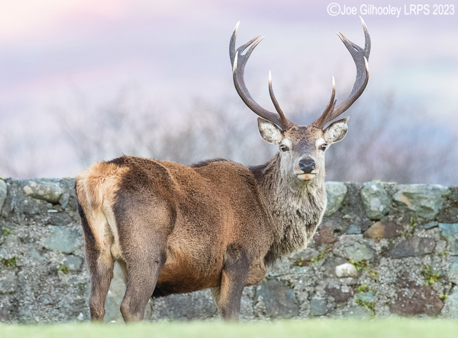 Red Deer Stag, Loch Spelve, Isle of Mull