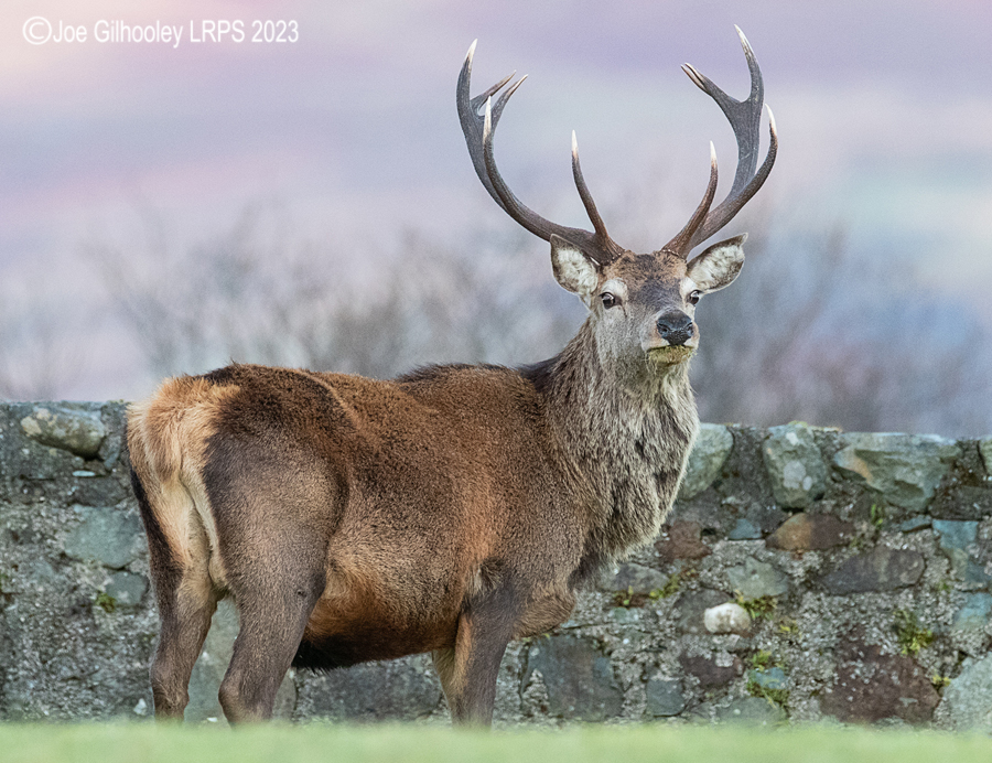 Red Deer Stag, Loch Spelve, Isle of Mull