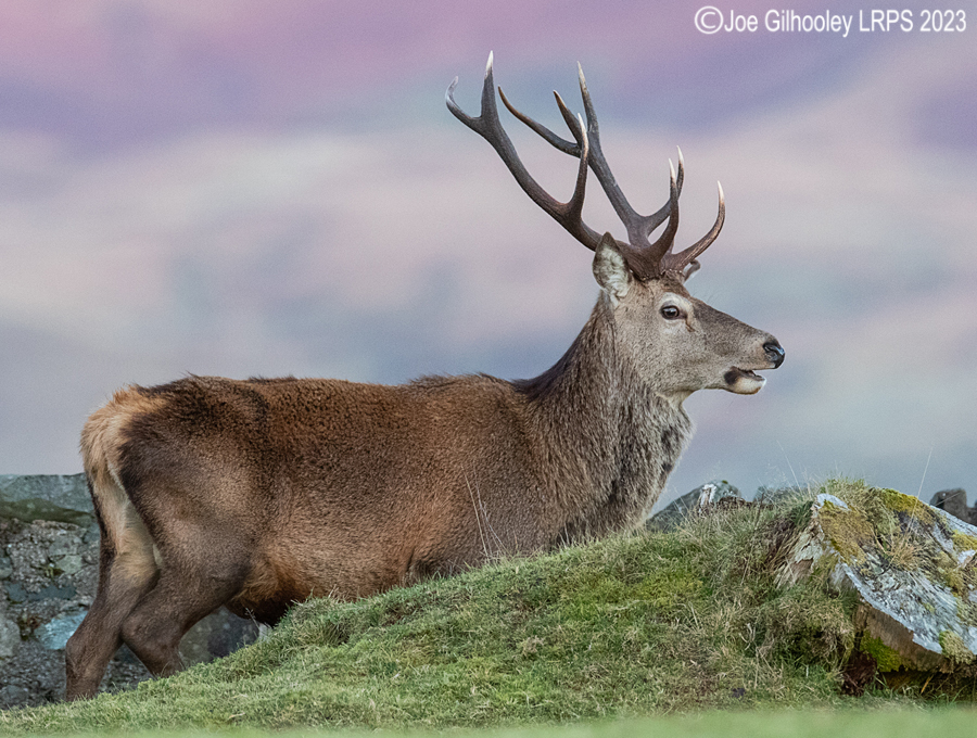 Red Deer Stag, Loch Spelve, Isle of Mull