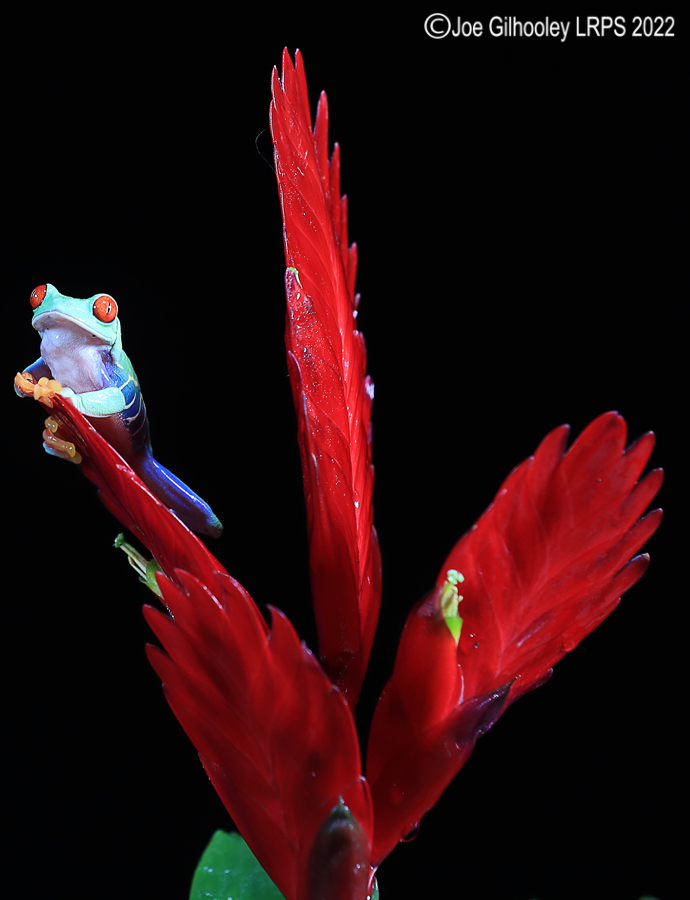 Red Eyed Frog