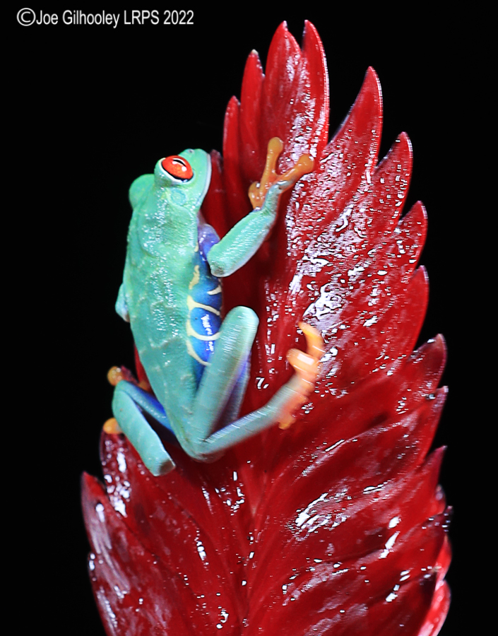 Red Eyed Frog