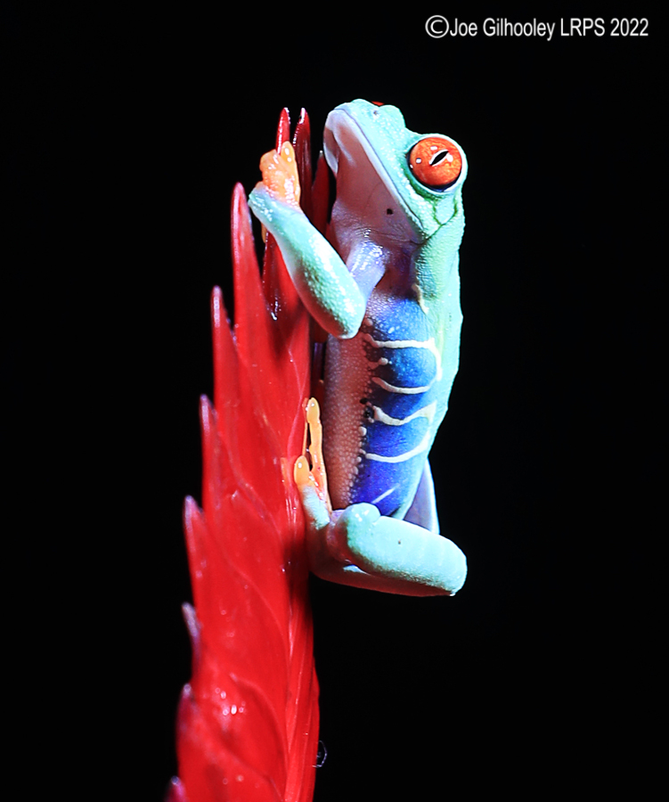 Red Eyed Frog
