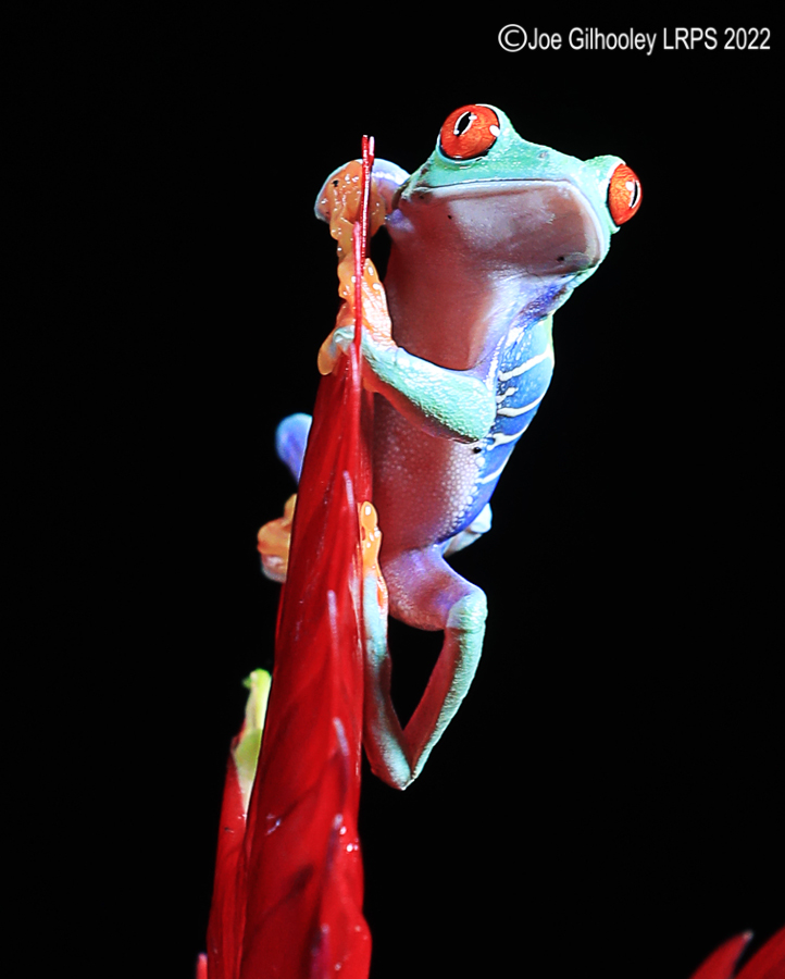 Red Eyed Frog