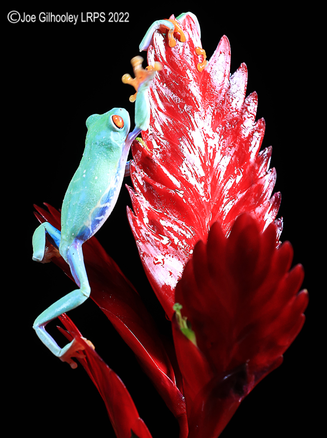 Red Eyed Frog