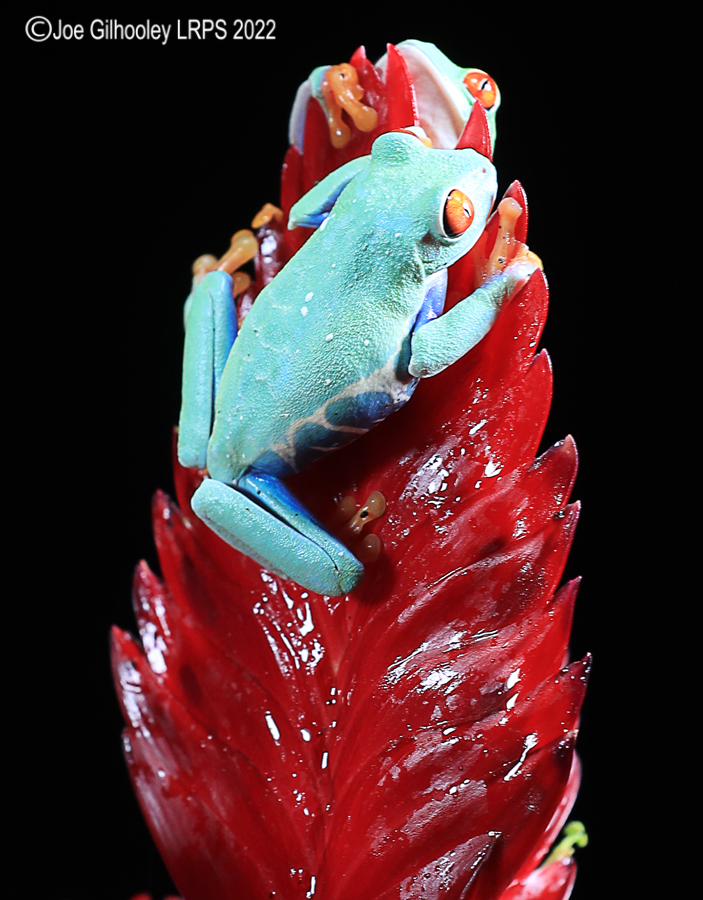 Red Eyed Frog