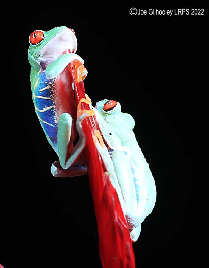 Red Eyed Frog