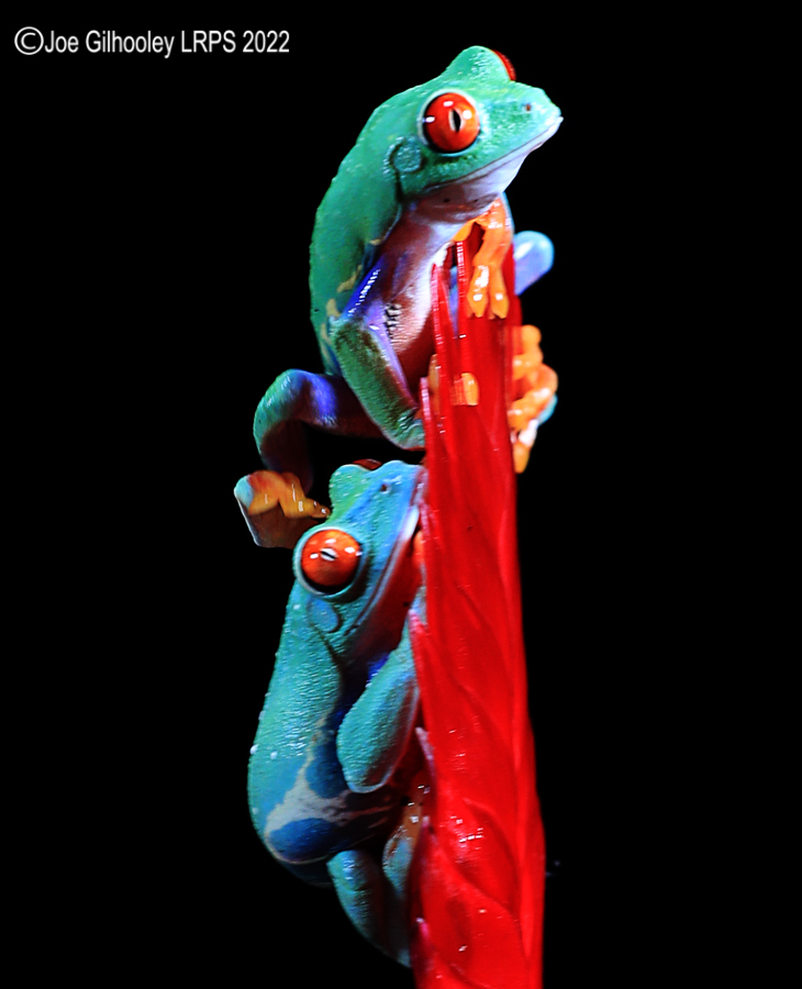 Red Eyed Frog