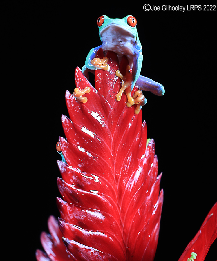 Red Eyed Frog