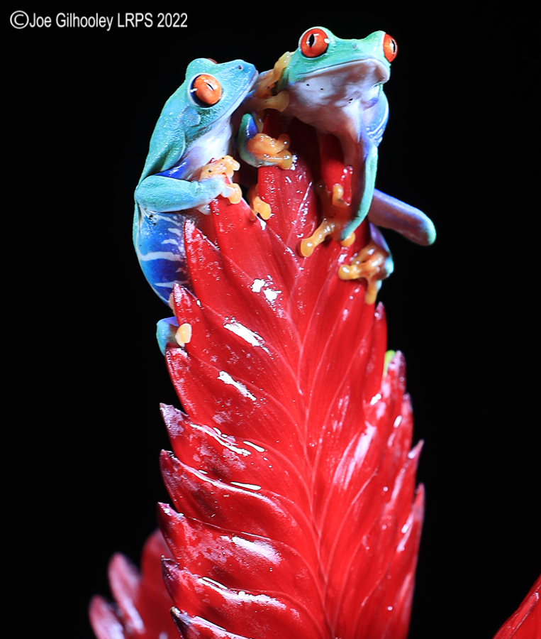 Red Eyed Frog