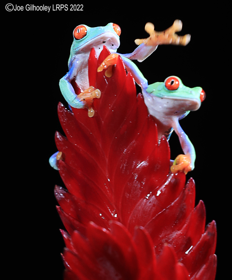 Red Eyed Frog