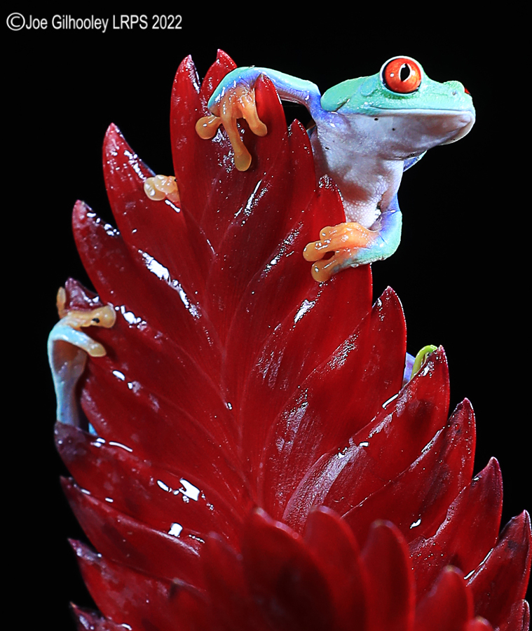 Red Eyed Frog