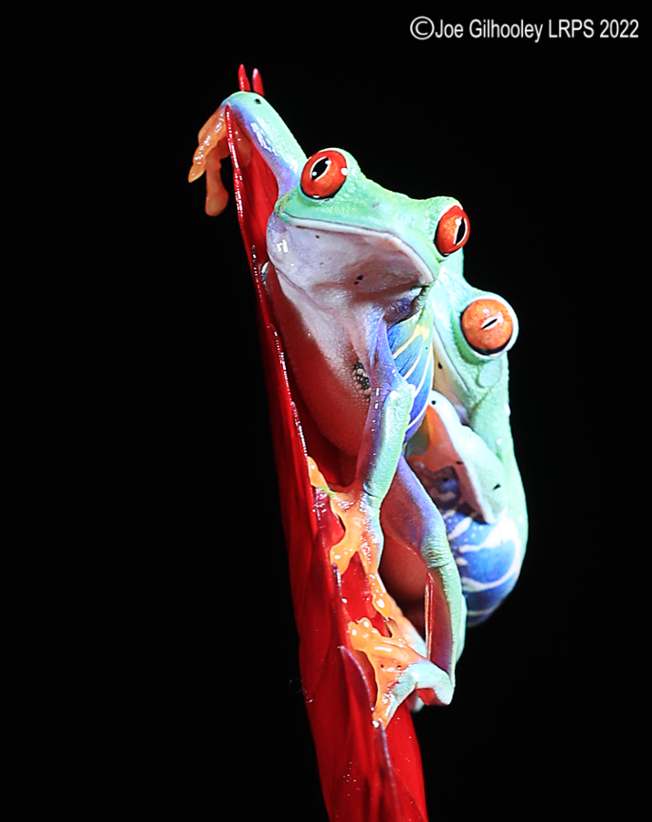 Red Eyed Frog