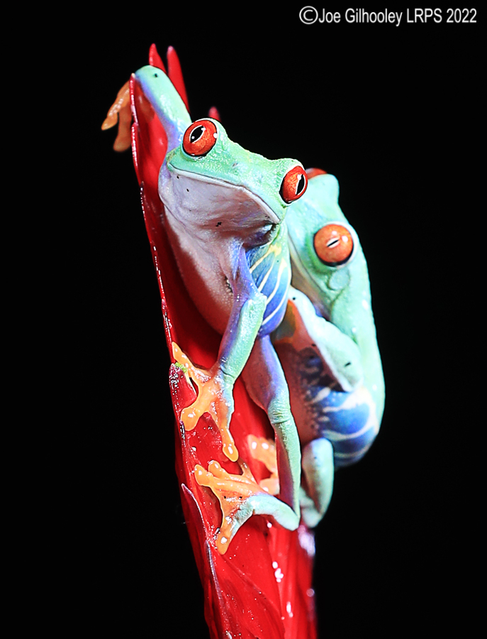 Red Eyed Frog