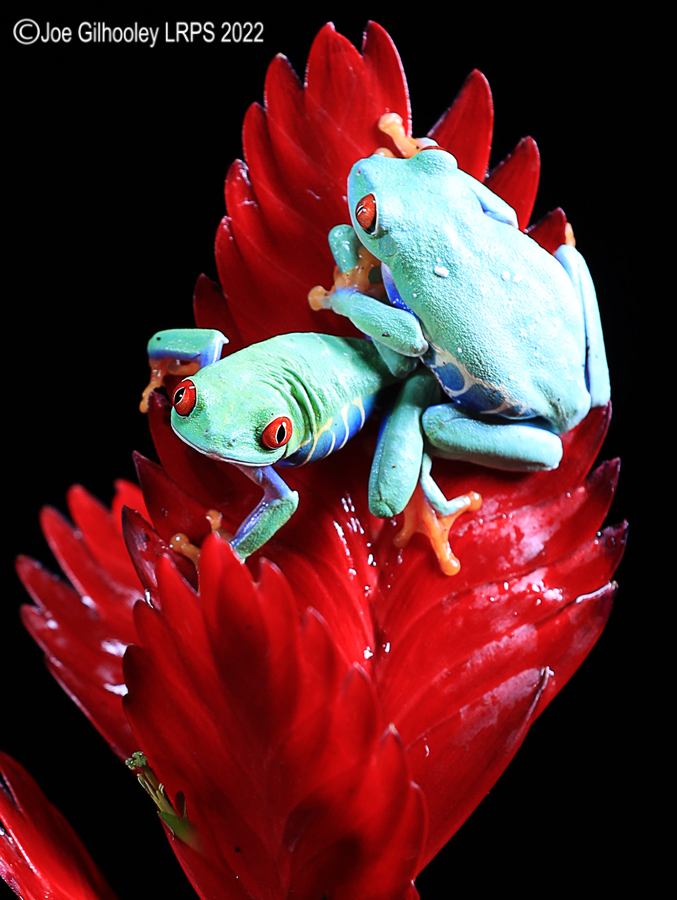 Red Eyed Frog