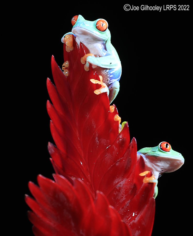 Red Eyed Frog