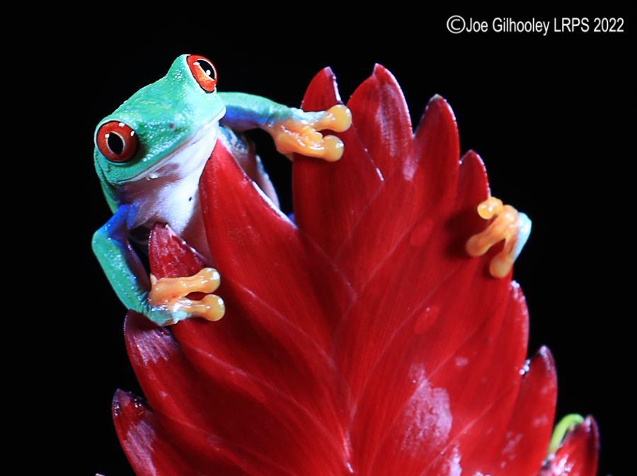 Red Eyed Frog
