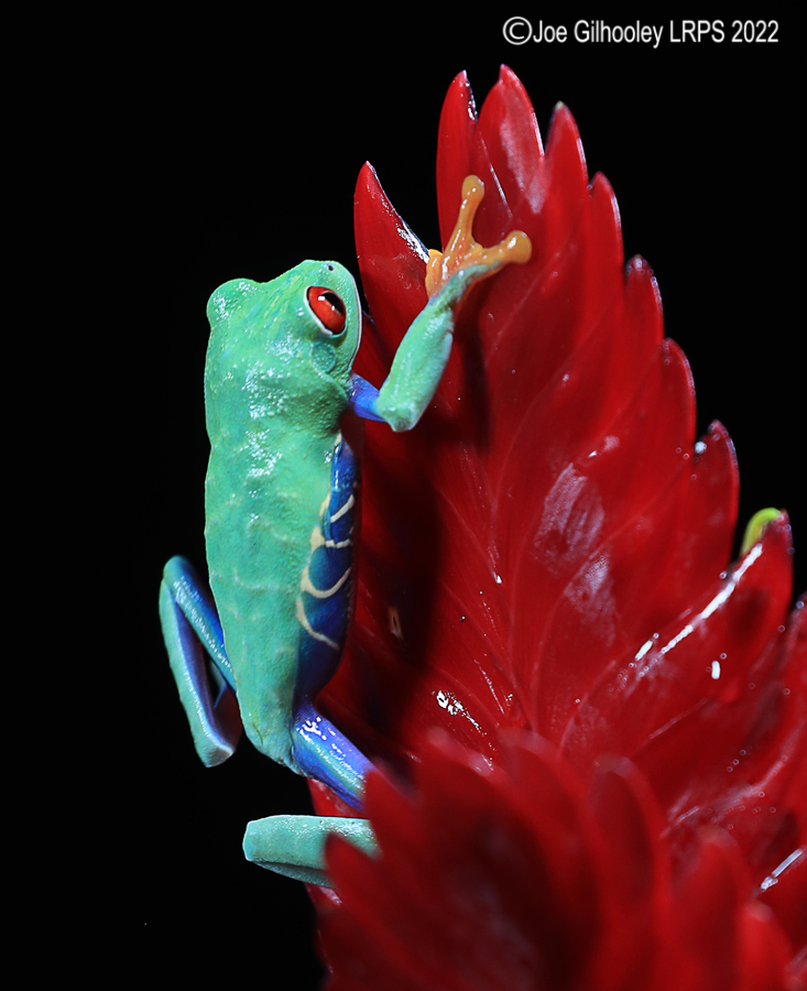 Red Eyed Frog